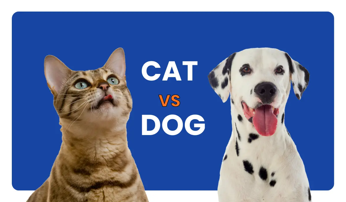 Cat vs Dog