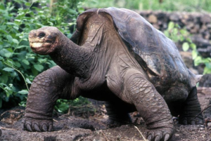 Pinta Island Giant Tortoise