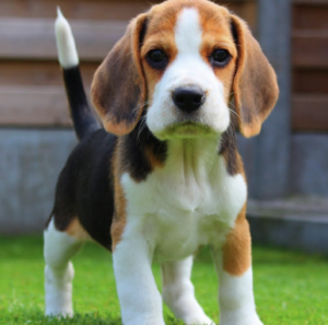 Beagle
