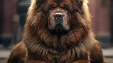 Tibetan Mastiff