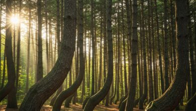 The Crooked Forest (Krzywy Las): Poland's Mysterious Bent Trees