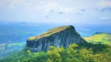 gigante arvore de pedra