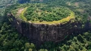 arvore gigante de silicio 