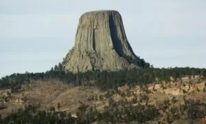 gigantes arvores de pedra