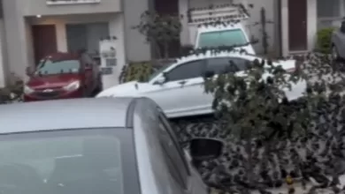 Pássaros invadem ruas do México
