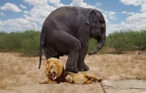 Foto de Elefante lutando com leão