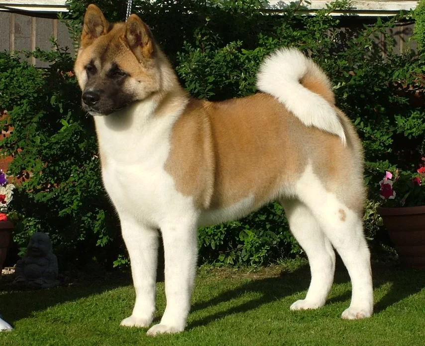 Akita Inu