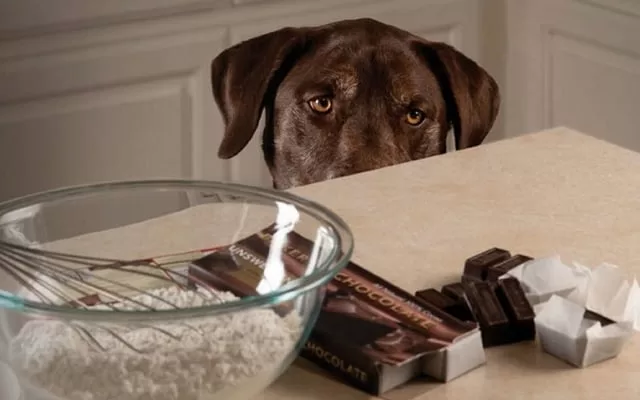 por que devemos proteger nossos cachorros dos chocolates